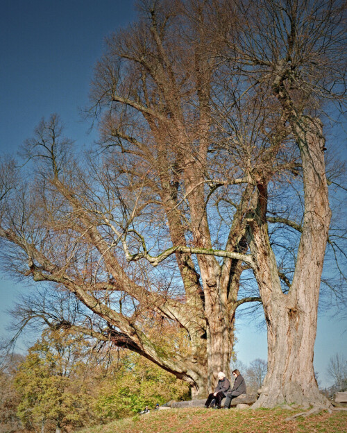 Zwei der sechs alten Linden an der Aussichtsterrasse hinter dem Bärenschlössle

Aufnameort: Im Stuttgarter Rotwildpark
Kamera: Yashica FX-D, Bj. 1980