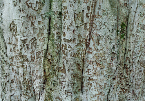 Hier haben sich Hunderte Besucher ins Gästebuch der Natur eingetragen - die Buche nimmt's gelassen

Aufnameort: Nahe des Neuen Sees im Glemswald
Kamera: Yashica FX-D, Bj. 1980