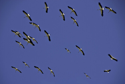 Die 26 Störche, die auf diesem Bild zu sehen sind, gehören zu einem Schwarm von rund 350 Tieren, die sich am späten Nachmittag in einem "Bart" in den Himmel schrauben.

Aufnameort: ESP, Andalusien, La Janda
Kamera: Nikon D200, AF-S-Nikkor 18-200 / 1.3.5-5.6