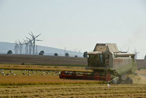 Noch während der Mähdrescher den Reis auf dem bewässerten Feld erntet, suchen Störche, Sichler und Reiher auf dem abgeernteten Teil des Feldes nach Nahrung. Im Hintergrund einige der in dieser Gegend sehr zahlreichen Windkraftanlagen.

Aufnameort: ESP, Andalusien, La Janda
Kamera: Nikon D200, AF-S-Nikkor 18-200 / 1.3.5-5.6