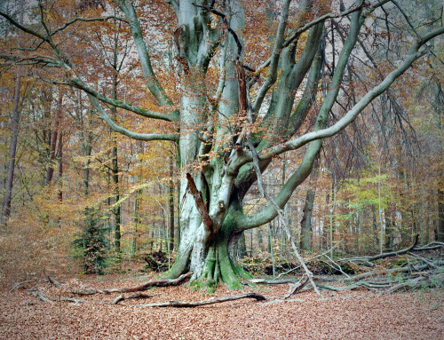 

Aufnameort: Am Bärensträssle im Glemswald, Stammumfang über 6 Meter!
Kamera: Yashica FX-D, Bj. 1980