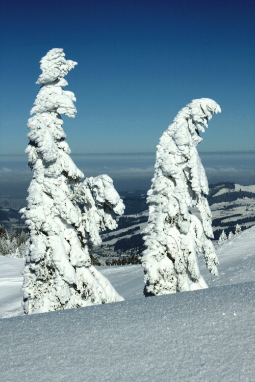 Fichten nach einem Schneesturm

Aufnameort: Tanzboden (Schweiz)
Kamera: Canon EOS 400D