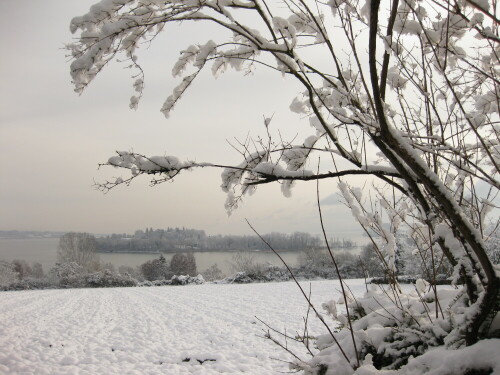 insel-mainau-im-winter-7977.jpeg