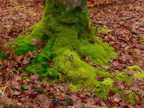 

Aufnameort: Schwäbischer Wald
Kamera: Panasonic Lumix TZ2