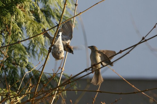 familie-spatz-2447.jpeg