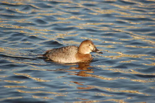 Auch diese Tafelente w schwimmt im blaugoldenen Wasser der Murg. Die Farben werden durch die Spiegelungen der Häuser am Ufer hervorgebracht.

Aufnameort: Gaggenau Murgtal BW
Kamera: Nikon D50