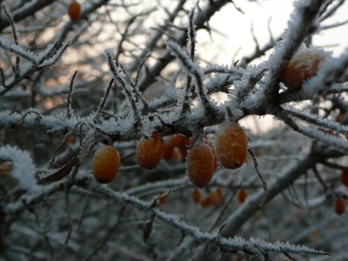 Die restlichen nicht abgeernteten Sanddornbeeren konnte man am 31.Dezember 2008 auf Hiddensee gefrostet vom Strauch genießen.

Aufnameort: Insel Hiddensee, Heide bei Neuendorf
Kamera: Panasonic DMC-TZ2