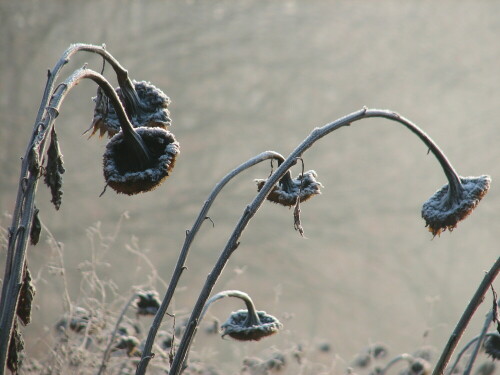 Die Reste eines Sonnenblumenfeldes im winterlichen Dunst

Aufnameort: Hitzacker/Elbe
Kamera: Canon Power Shot S2 IS