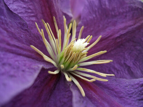 Makro einer violetten Clematis

Aufnameort: Oberbayern
Kamera: Canon Ixus 800