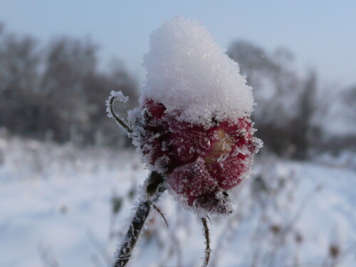 Nach einer frostigen Nacht am 06. Januar 09 war diese letzte Rose im Dresdner "Rosengarten" an der Elbe so vereist.

Aufnameort: Rosengarten Dresden, Neustädter Elbufer
Kamera: Panasonic DMC-TZ2