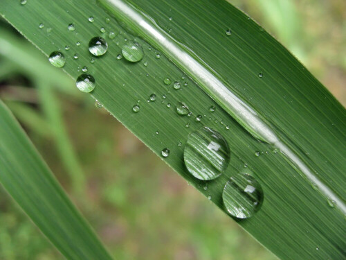 Regen-Tropfen auf Schilfblatt.

Aufnameort: Oberbayern
Kamera: Canon Ixus 800