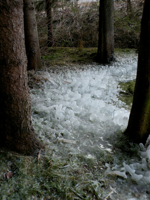 die Heimat von Eisrobbe, Schäfer usw.

Aufnameort: am Brunnen bei Bammersdorf, Landkrs. Ansbach
Kamera: Nikon P80