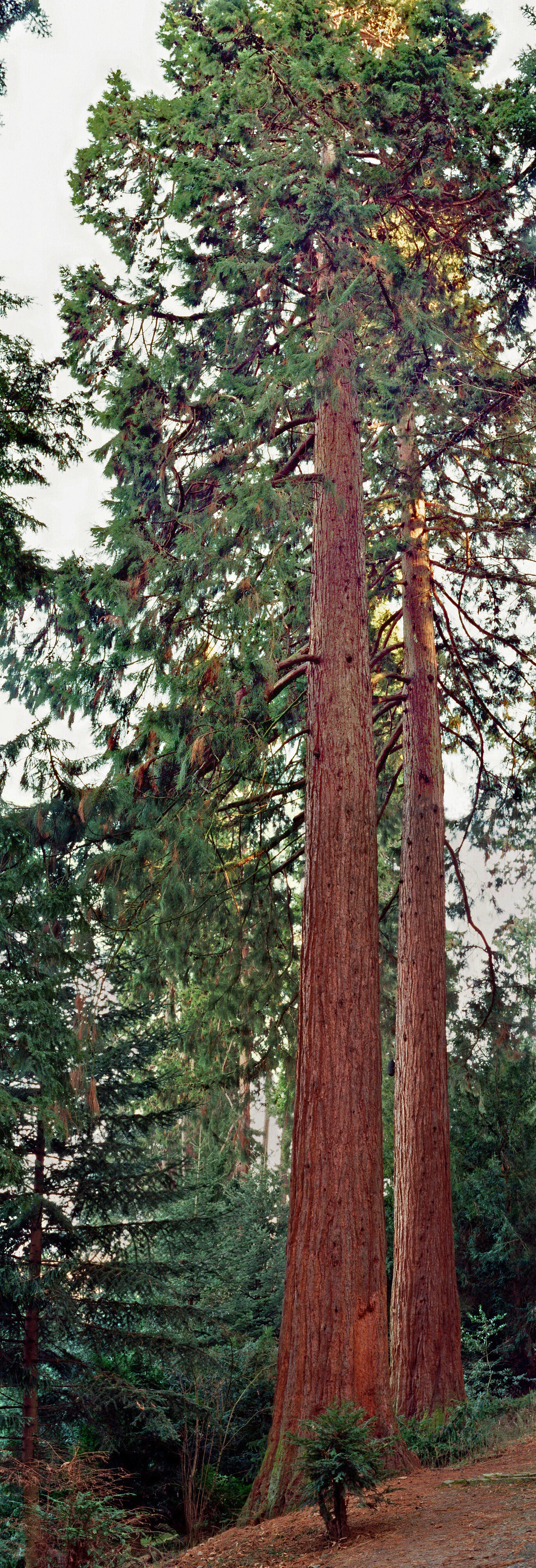 

Aufnameort: Park beim Etzel-Denkmal an der Neuen Weinsteige
Kamera: Yashica FX-D, Bj. 1980