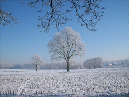 

Aufnameort: Stadtwald Bocholt
