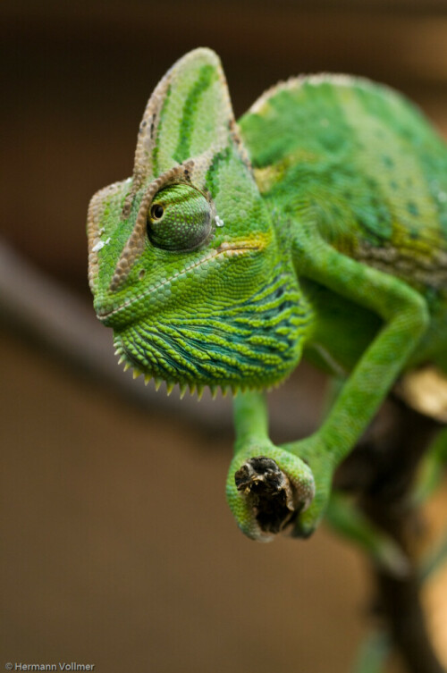 

Aufnameort: DEU, BW, Stuttgart, Wilhelma
Kamera: Nikon D300, Sigma 2,8/70 Macro