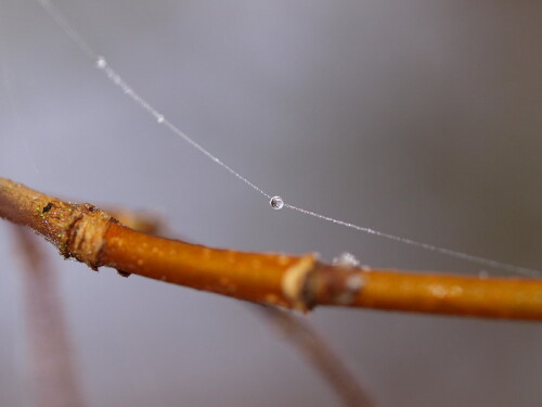 Kette von Tautröpfchen über einem Zweig

Aufnameort: Rubenheim, Saarland
Kamera: Olympus E520