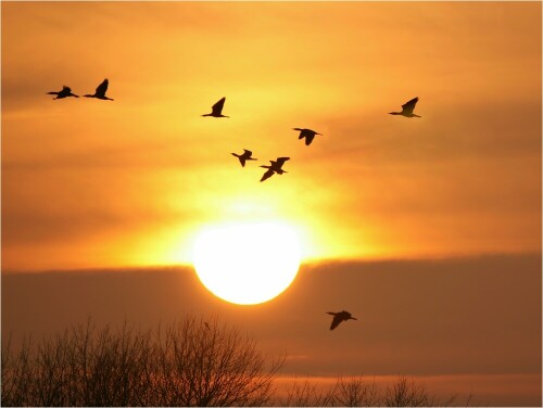 
...fliegen sie auch an der Sonne vorbei!

Aufgenommen am 17. Januar an der Elbe. 
Es war den ganzen Tag bewölkt, nur kurz vor Sonnenuntergang zeigte sich die Sonne kurz und versank dann wieder hinter der Wolkendecke. 
Durch Zufall hatte ich gerade das Tele Richtung Sonnenuntergang gerichtet, als erst Reiher und dann auch noch Kormorane auf dem Weg zu ihren Schlafplätzen vorbeiflogen.

Aufnameort: An der Elbe
Kamera: Sony Alpha 700, Tele