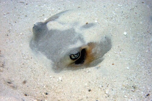 augen des stachelrochens 5148