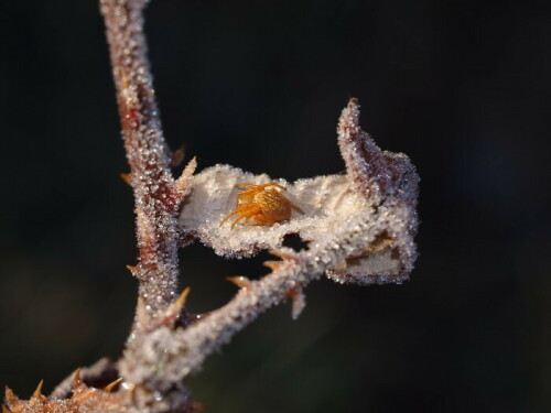 kleine, gelbe Spinne auf einem vereisten Blatt im Januar

Aufnameort: Rubenheim, Saarland
Kamera: Olympus E520