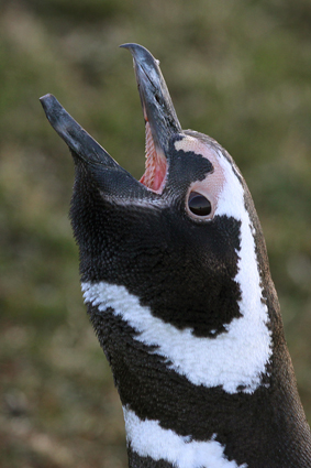 magellanpinguin-ruft-2766.jpeg