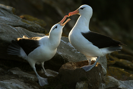 schwarzbrauen-albatrosse-balzen-2771.jpeg