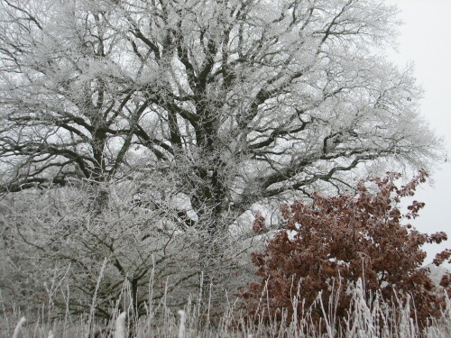 Frostige Aufnahme im Rest-Auwald an der Elbe

Aufnameort: An der Elbe bei Gorleben
Kamera: Canon Power Shot S2 IS