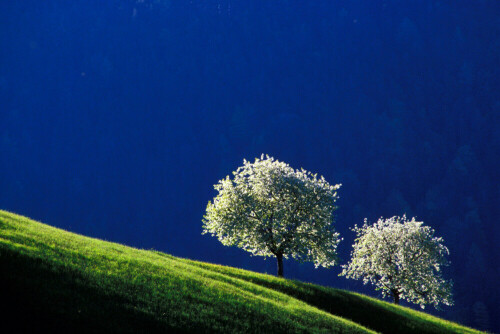 blühende Kirschbäume auf der Wiese

Aufnameort: Europa, Austria, Vorarlberg, Fraxern
Kamera: Contax RTS, Nofoflex 5,6/400 mm