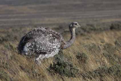 

Aufnameort: chile patagonien
