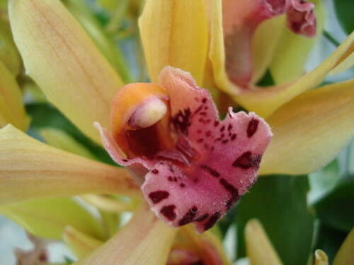 orchidee-orange-2715.jpeg