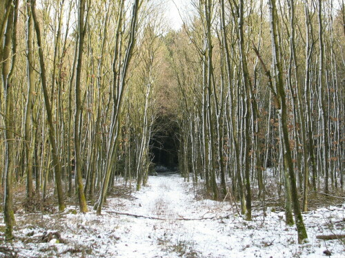 Licht und Schnee verwandeln diesen alltäglichen Waldweg in ein fast gespenstig anmutenden Weg mit einem dunklen Ziel.

Aufnameort: Wendland
Kamera: Canon Power Shot S2 IS