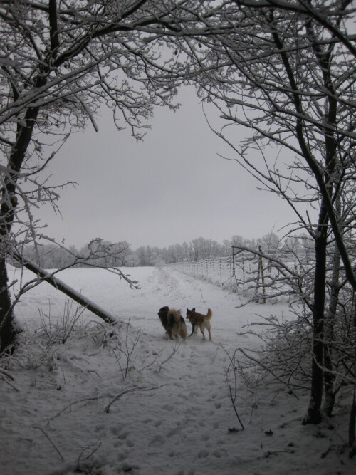 Zwei Hunde laufen durch eine Winterlandschaft

Aufnameort: Nienhagen bei Celle
Kamera: Canon Digital Ixus 9015