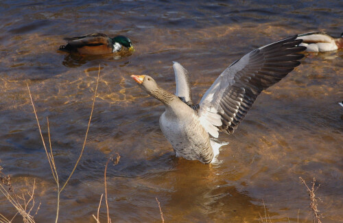 Ich bin die Größte meint wohl die Graugans in diesem Moment, nachdem sie einen jungen Höckerschwan verjagt hatte. Das wird sich bald ändern, wenn der Schwan größer ist.

Aufnameort: Gaggenau
Kamera: Nikon D50