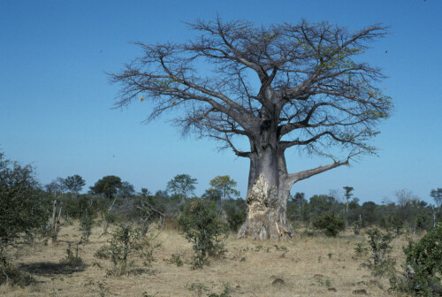 baobab-affenbrotbaum-3025.jpeg