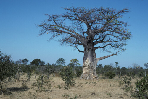 baobab-affenbrotbaum-30257ac1637c550e9f38.jpeg