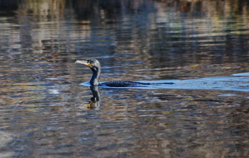 Seltsam erscheint es, dass der Kormaran am Rande des Wasserkreises schwimmt. Er tauchte dort auf.

Aufnameort: Gaggenau
Kamera: Nikon D50