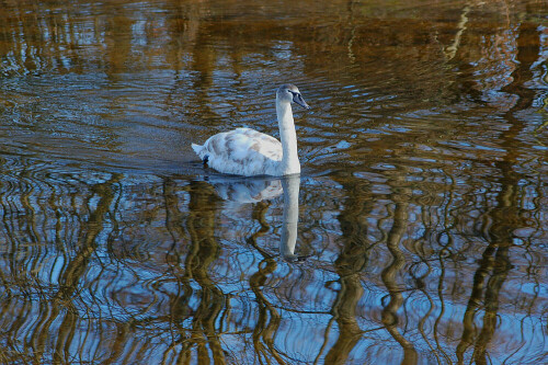 Der junge Höckerschwan schwimmt in einer schönen Spiegelung des Uferwaldes

Aufnameort: Gaggenau
Kamera: Nikon D50