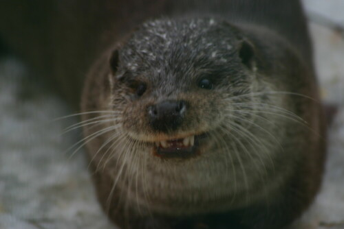 grinsender-otter-3140.jpeg