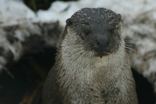 otter-im-winter-3139.jpeg