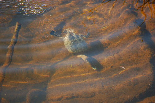 Eine Tafelente w schnabelt nach Essbarem unter Wasser in der Murg.

Aufnameort: Gaggenau/Murgtal/Baden
Kamera: Nikon D50