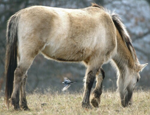 konik-wildpferd-mit-bachstelze-2751.jpeg