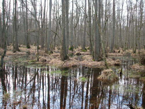 bruchwald-2768.jpeg