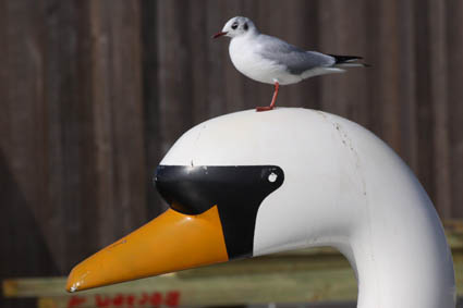 lachmowe-auf-tretbootschwan-2883.jpeg