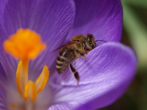 Biene in einer Krokusblüte

Aufnameort: Rubenheim
Kamera: Olympus E520