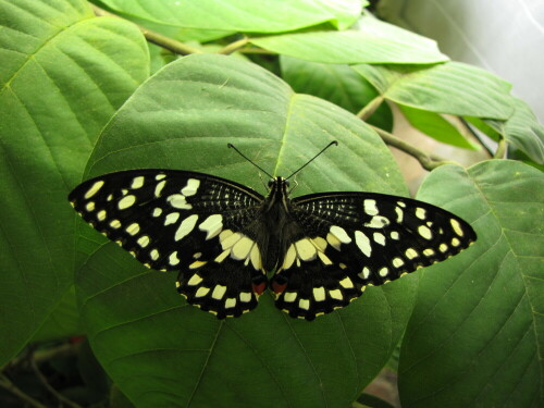 papilio-thoas-2849.jpeg