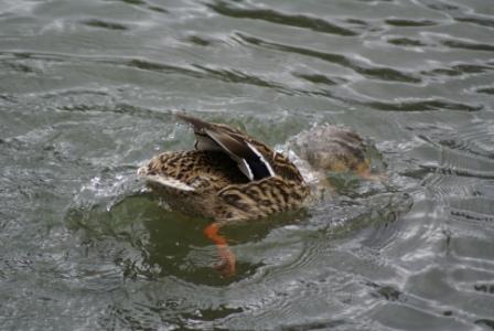 stockente-beim-baden-2859.jpeg