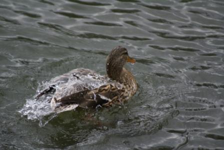 stockente-beim-baden-2860.jpeg