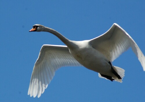 Fliegender Schwan

Aufnameort: Iller, bei Flußkilometer ca. 19,0 (bei Illertissen/Au)
Kamera: Nikon D 50