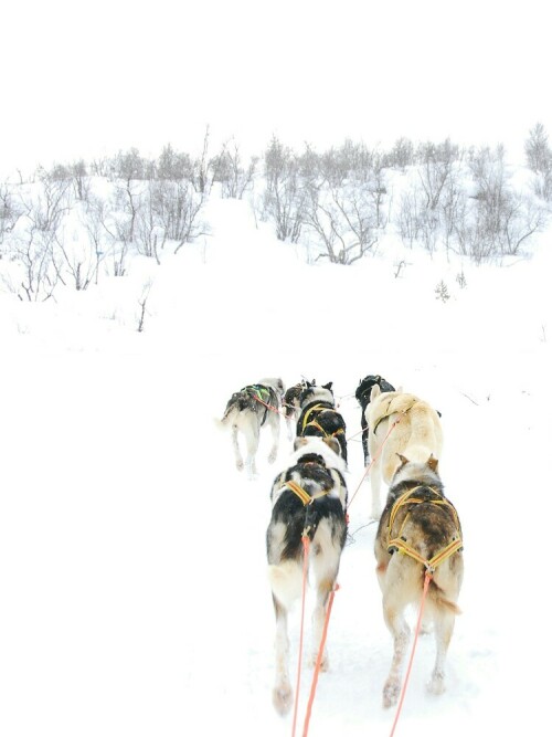 Huskys an der russischen Grenze

Aufnameort: Norwegen
Kamera: Nikon D40