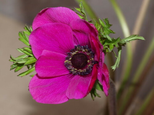 Blüte einer Anemone

Aufnameort: Saarland
Kamera: Olympus E520