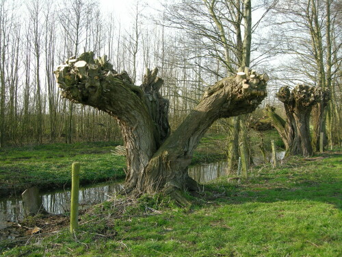 

Aufnameort: Raum Xanten
Kamera: Coolpix P5000 Nikon